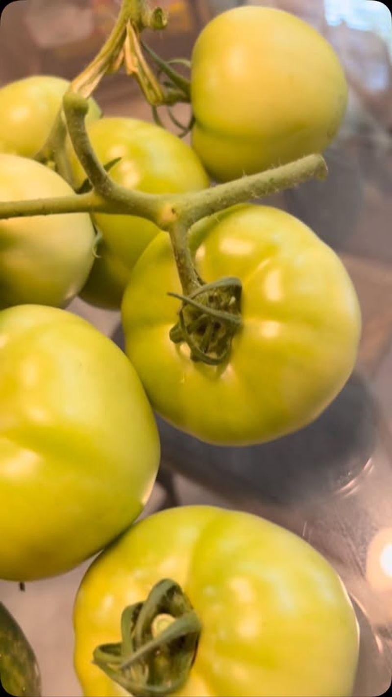 Harvesting Tomatoes Before They Reach Peak Ripeness
