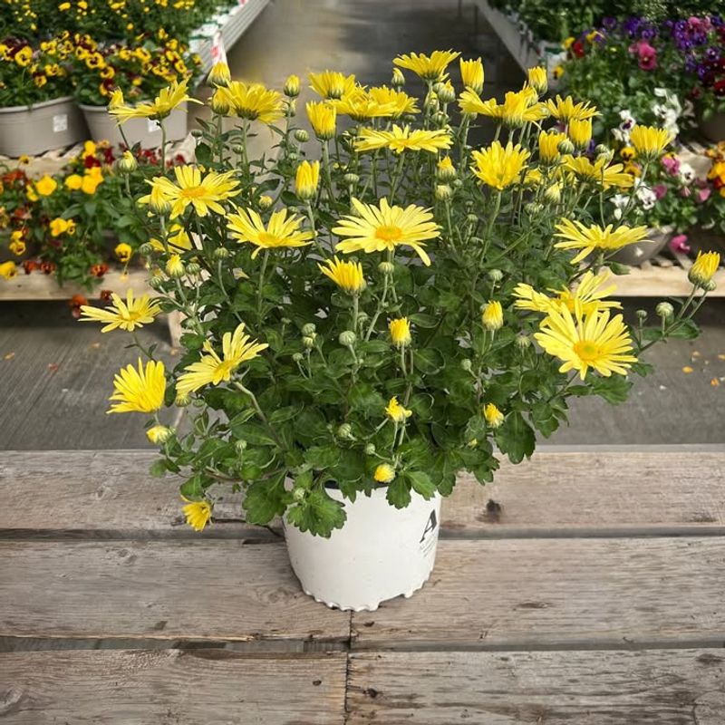 Getting Water On The Leaves Instead Of The Roots