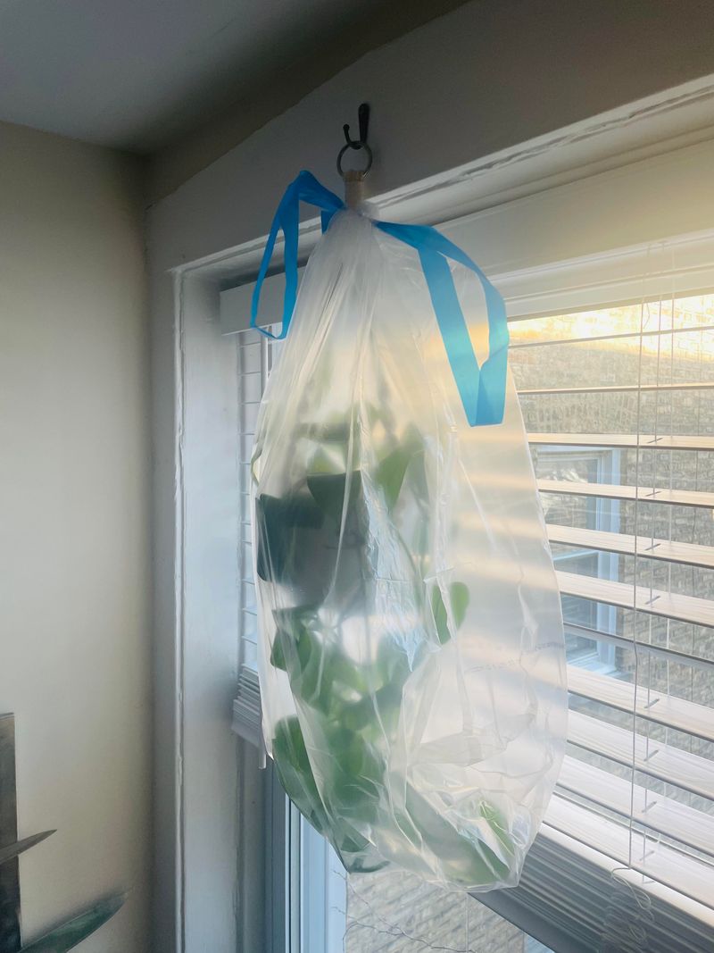 Plastic Bag Greenhouse Method