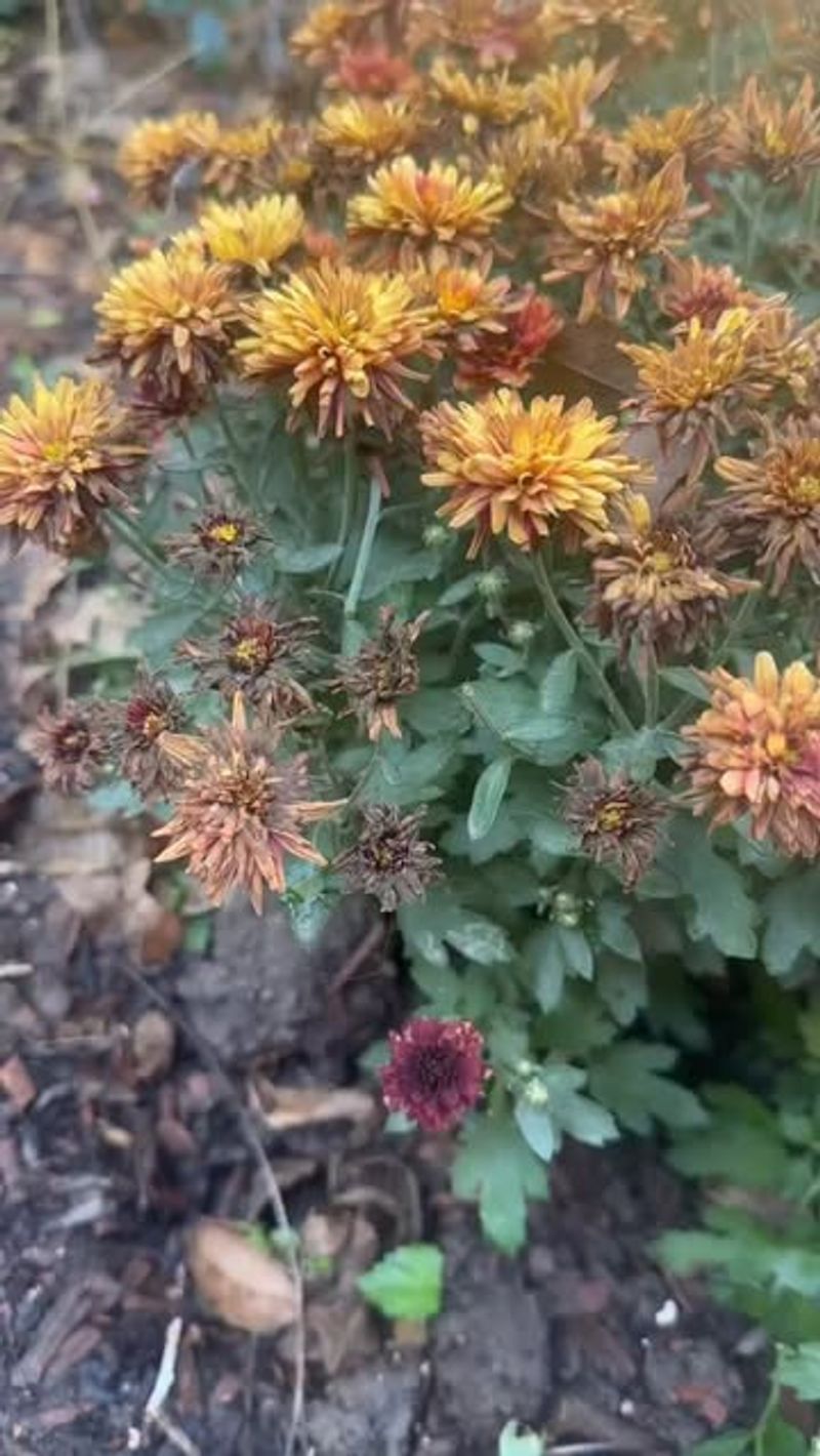 Letting Mums Completely Dry Out