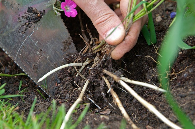 Pulling A Few Weeds While The Soil Is Still Warm