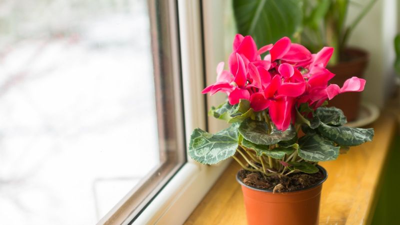 Light Levels Need Careful Balancing For Best Blooms