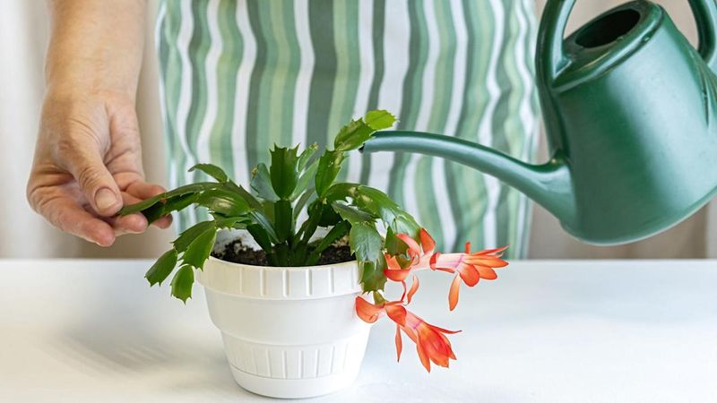 Check The Soil Moisture Before Every Watering Session