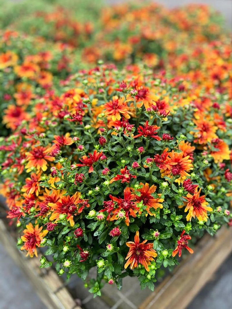 Not Adjusting Watering After Rainfall