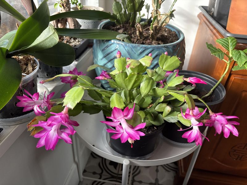 Fertilizing Schedules That Fuel Flower Production