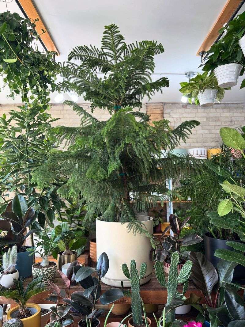 Pot Size And Stability Issues