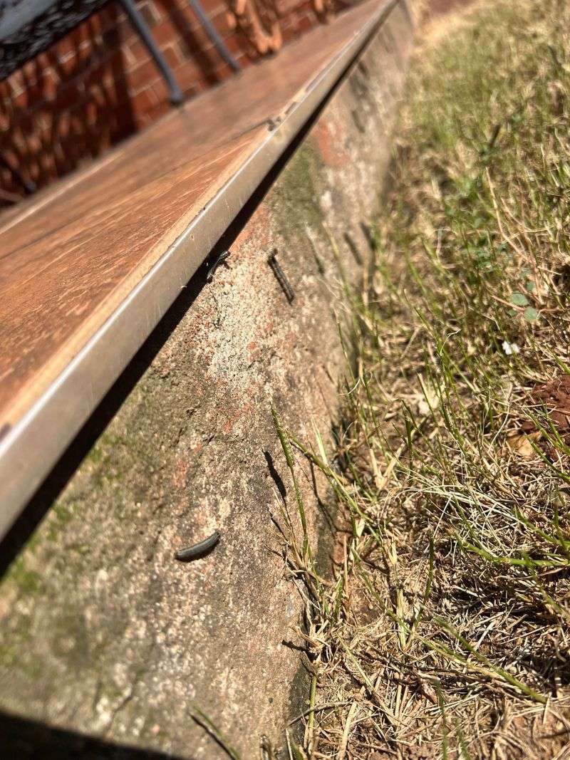 Stress on Winter Crops Creates Vulnerable Targets