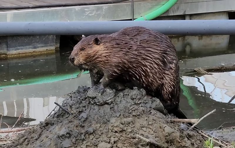 Distinct Scent Marks On Mud Mounds