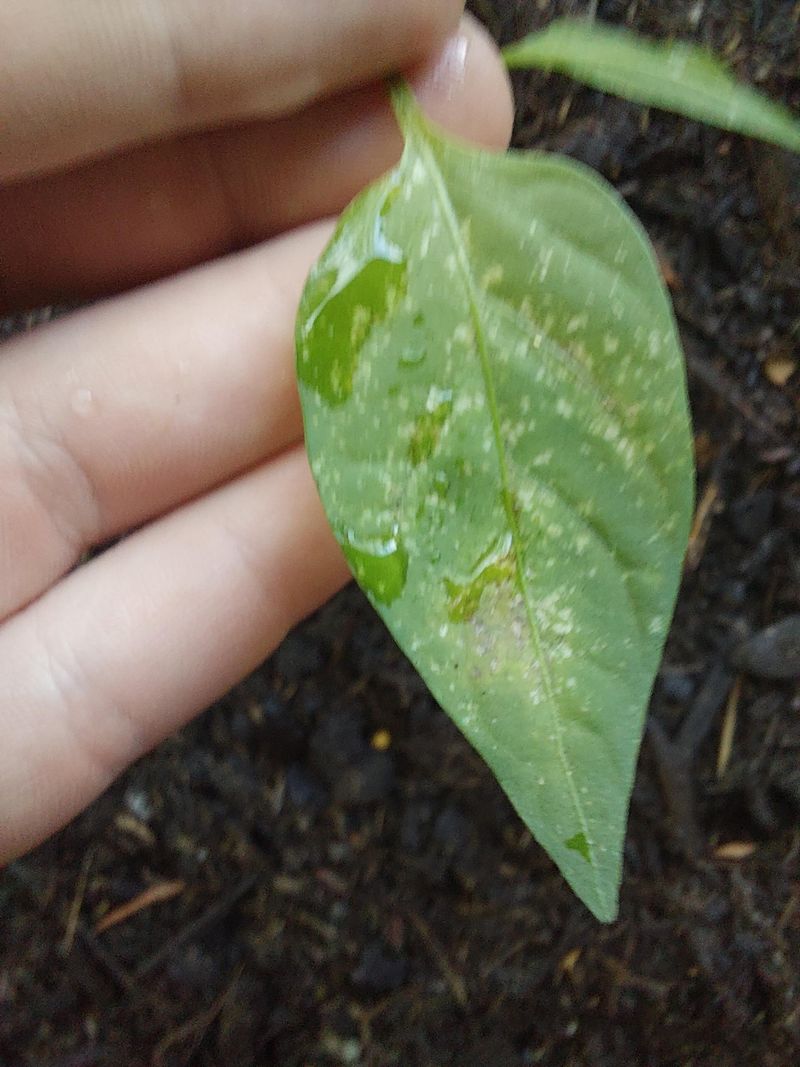 Pest Introduction Threatens Plant Health