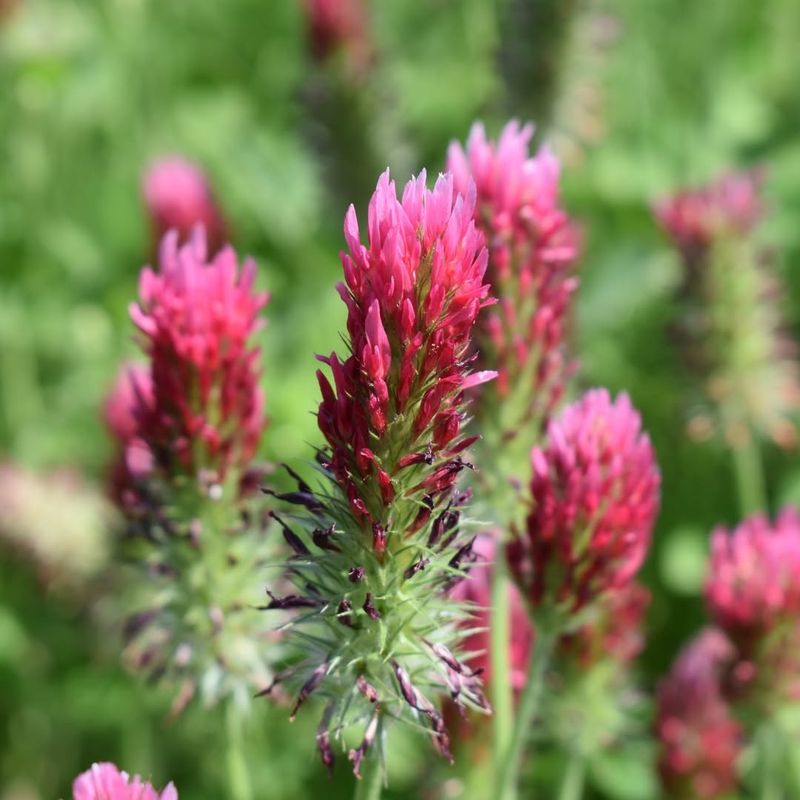 Supporting Pollinators Early With Crimson Clover Blooms