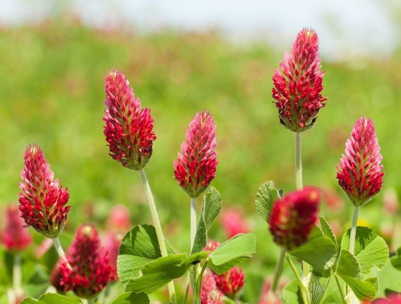 Organic Matter Builds Better Soil Structure