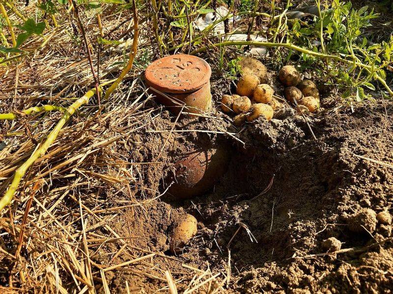 Vacation Time Becomes Stress-Free For Plant Lovers