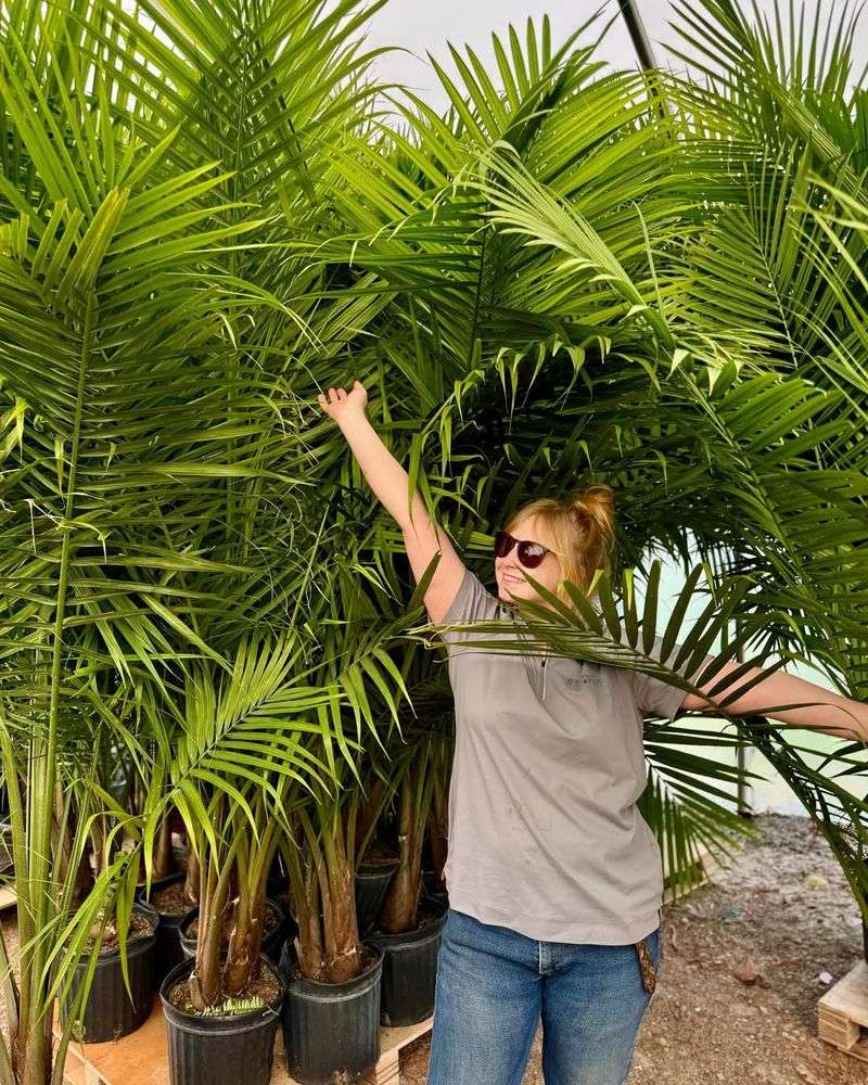 Majesty Palm