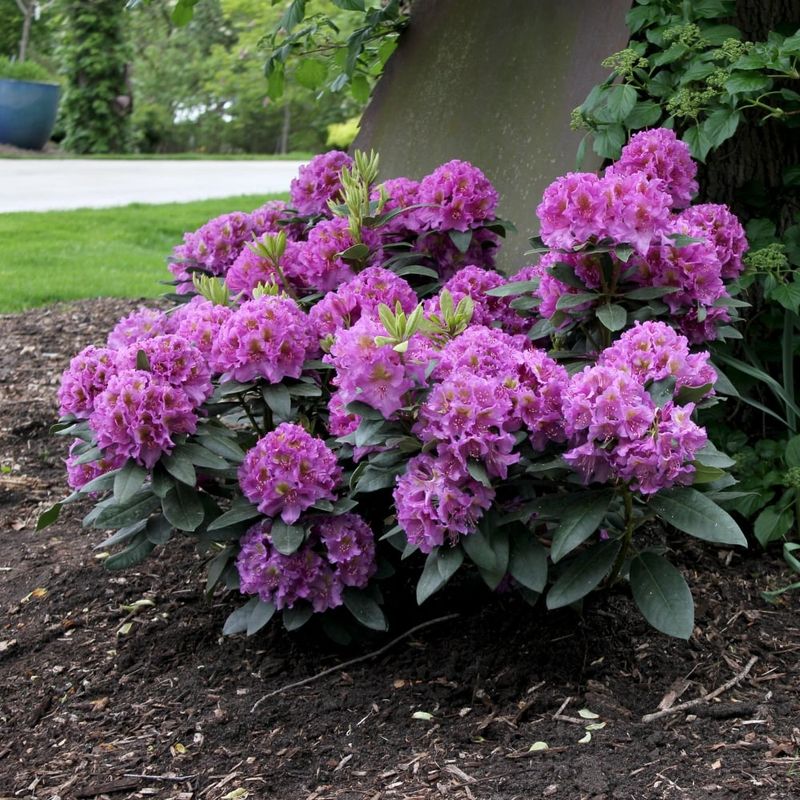 Rhododendron