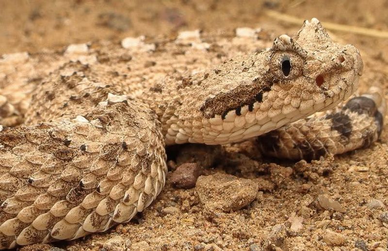 Sidewinder Rattlesnake