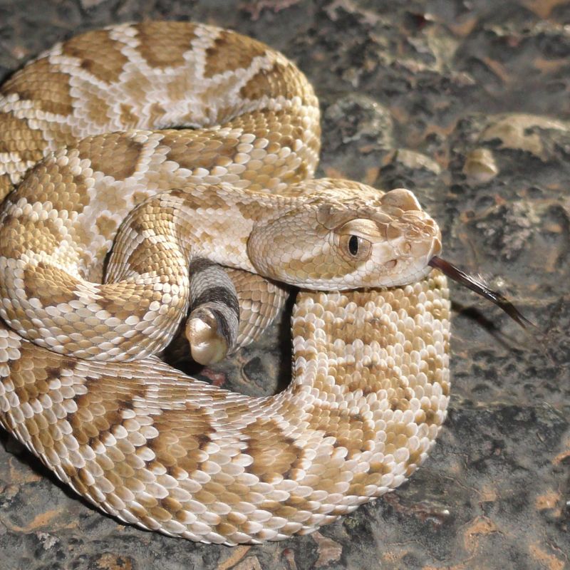 Mojave Rattlesnake