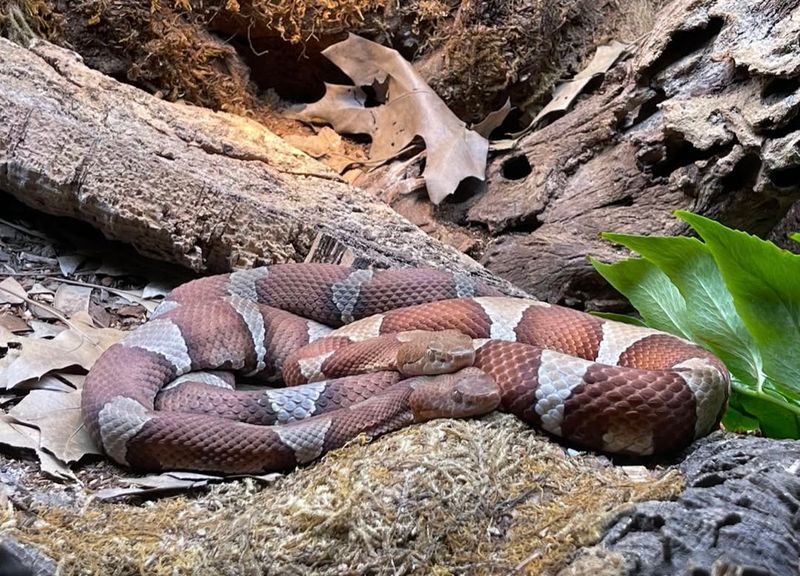 Copperhead Snake