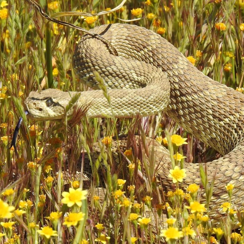 Mojave Green Rattlesnake