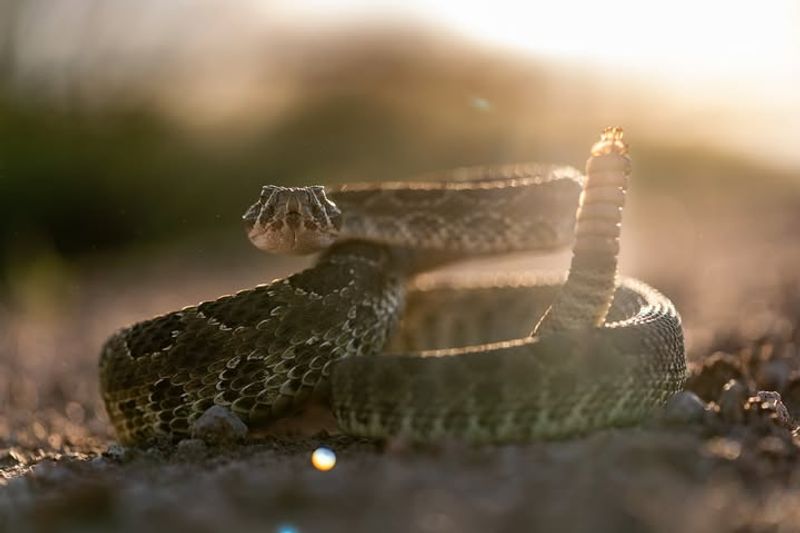 Prairie Rattlesnake