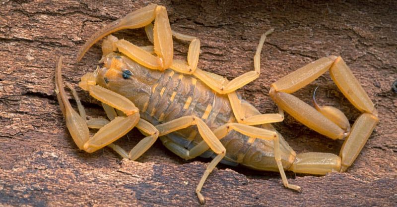 Arizona Bark Scorpion