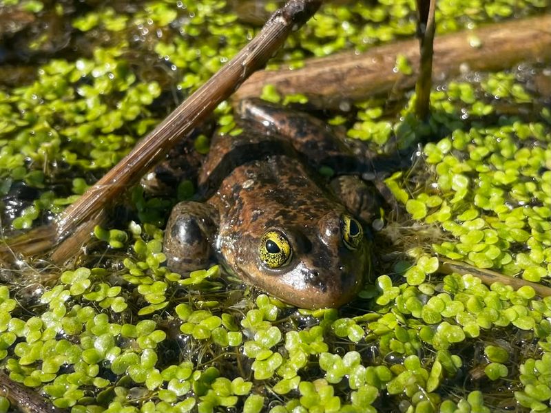 Oregon Spotted Frogs