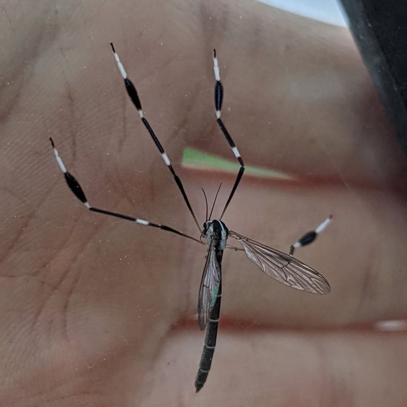 Mild Temperatures Extended Their Survival