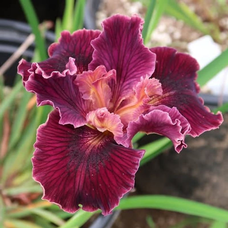 Striking Deep Red Color Sets It Apart From Other Irises