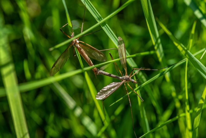 Why Removing Crane Flies Does More Harm Than Good