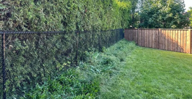 hedge around property