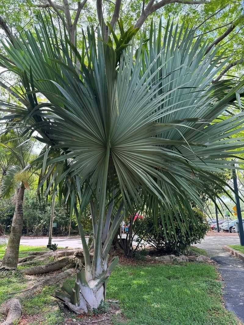 Rare Palm Collection Spanning Continents