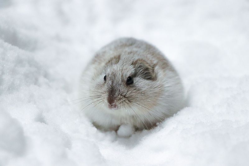 Lemming Population Explosions In The Arctic