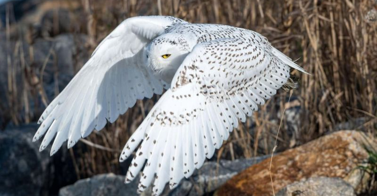 What Brings Snowy Owls To New York Some Winters