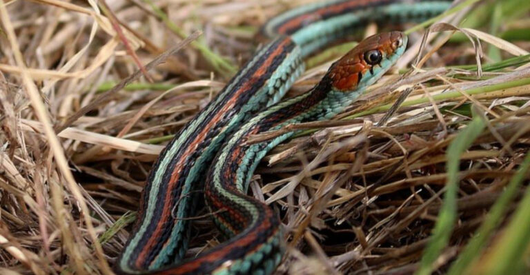 garter snake