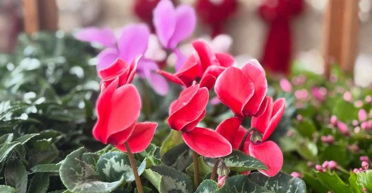 What California Homeowners Need To Know To Keep Cyclamen Happy In December