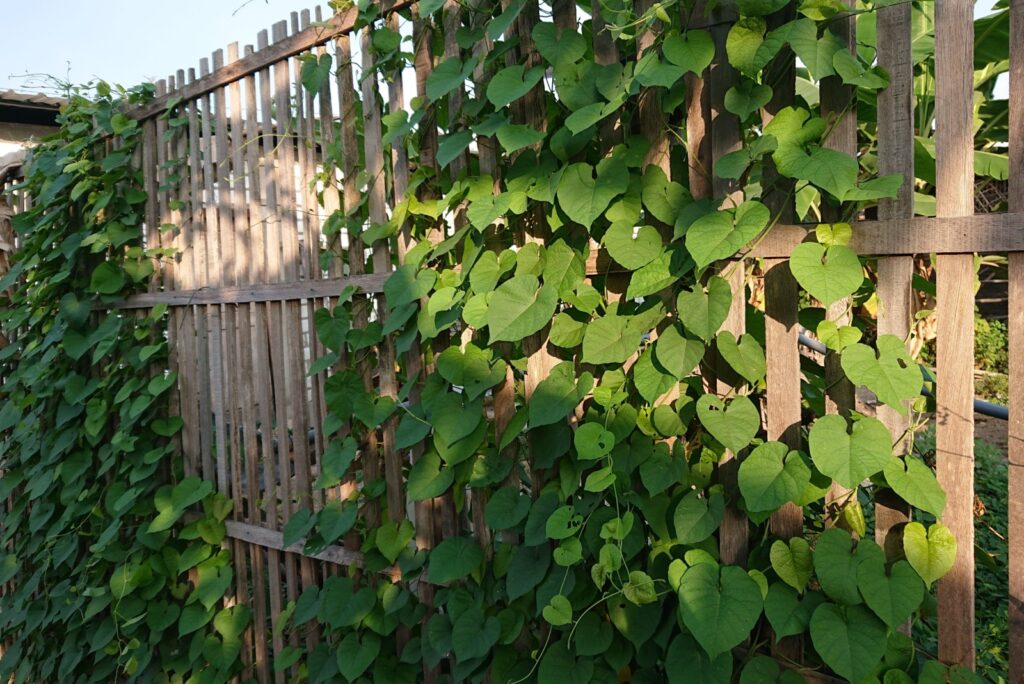 What California Law Says About Clearing A Neighbors Vines Growing Over ...