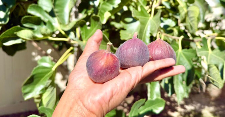 fig in hand