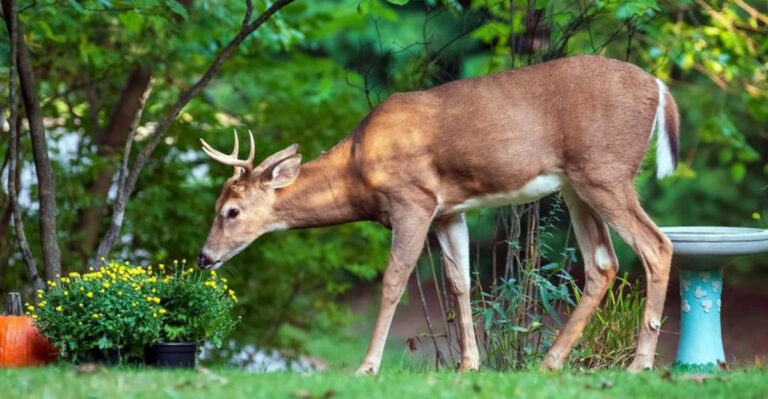 deer in garden