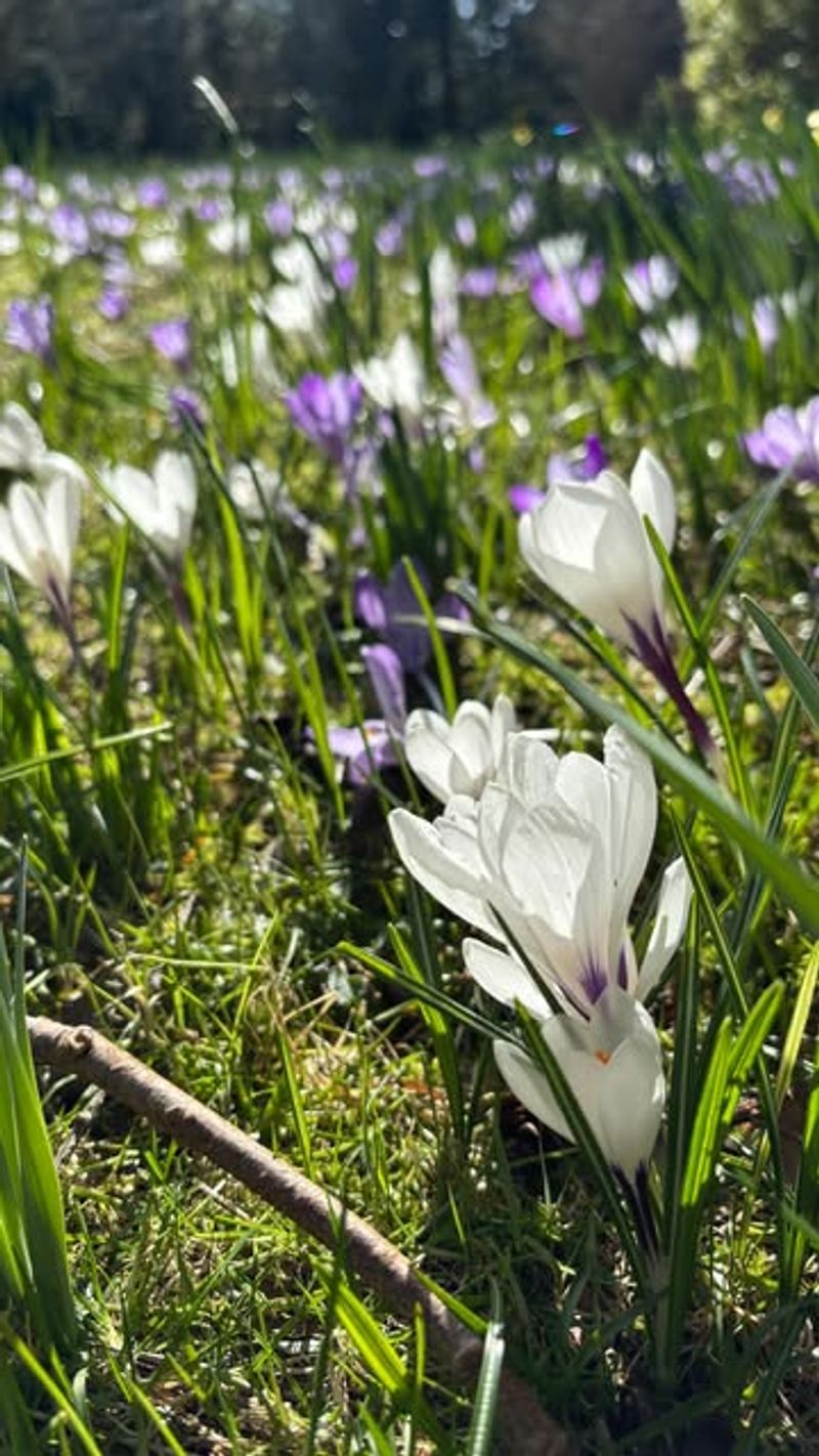 Should Gardeners Be Concerned About December Sprouting