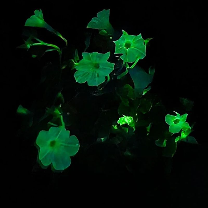 Perfect For Small-Space Gardens Across Massachusetts