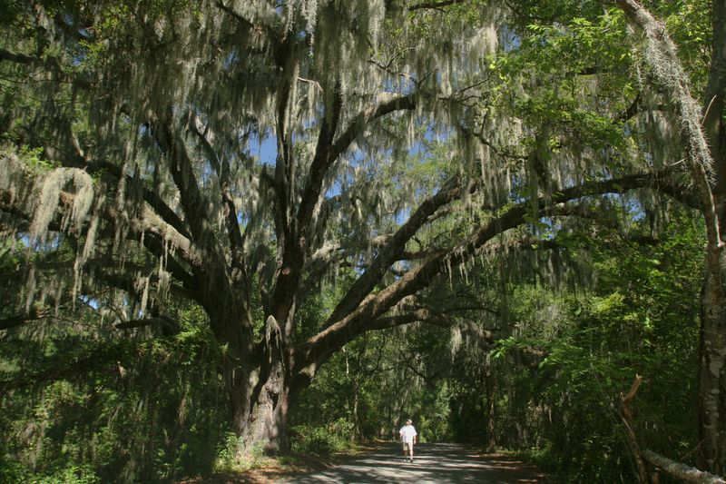 Long-Term Impact On Florida's Urban Forests
