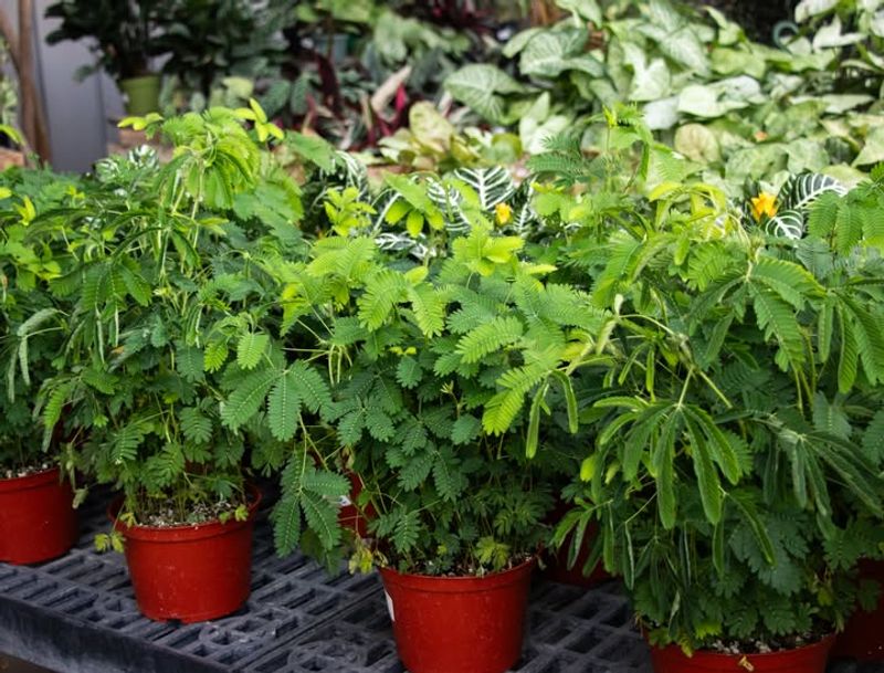 Why The Sensitive Plant Is Not Like Typical Houseplants