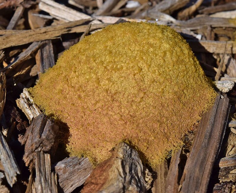 Why South Carolina's Climate Is Perfect for Slime Molds