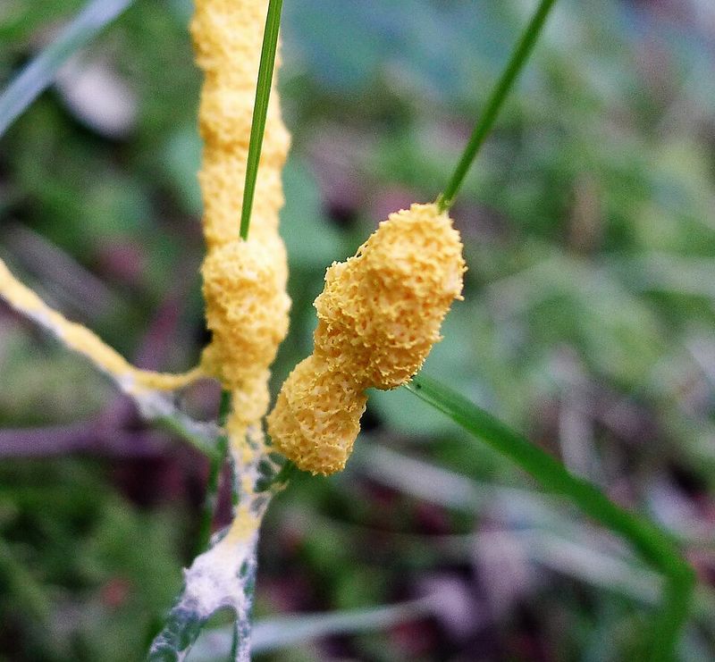 Why Georgia's Climate Is Perfect