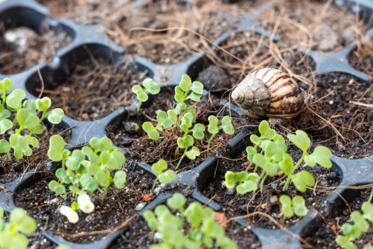 snail on young plants