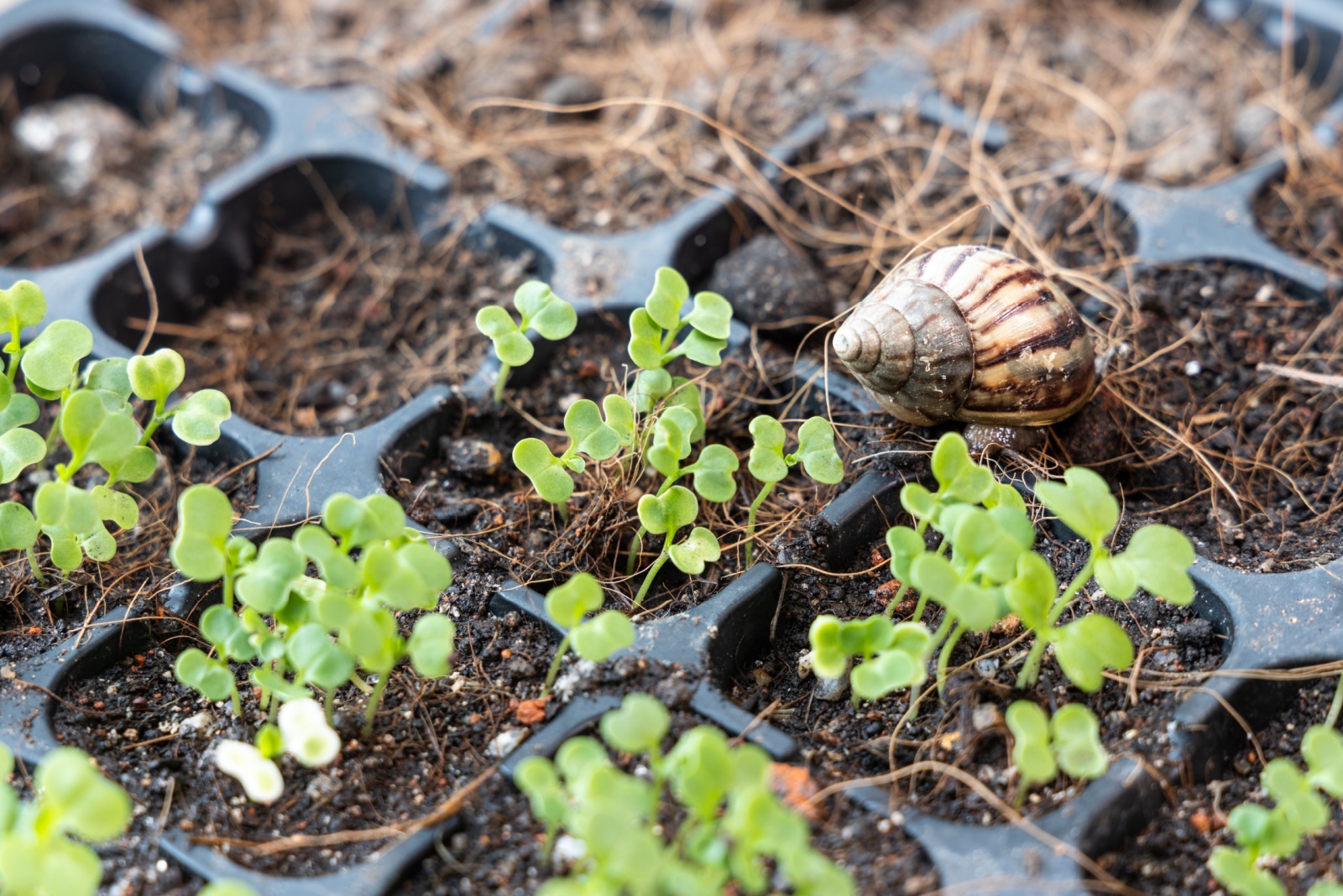 snail on young plants