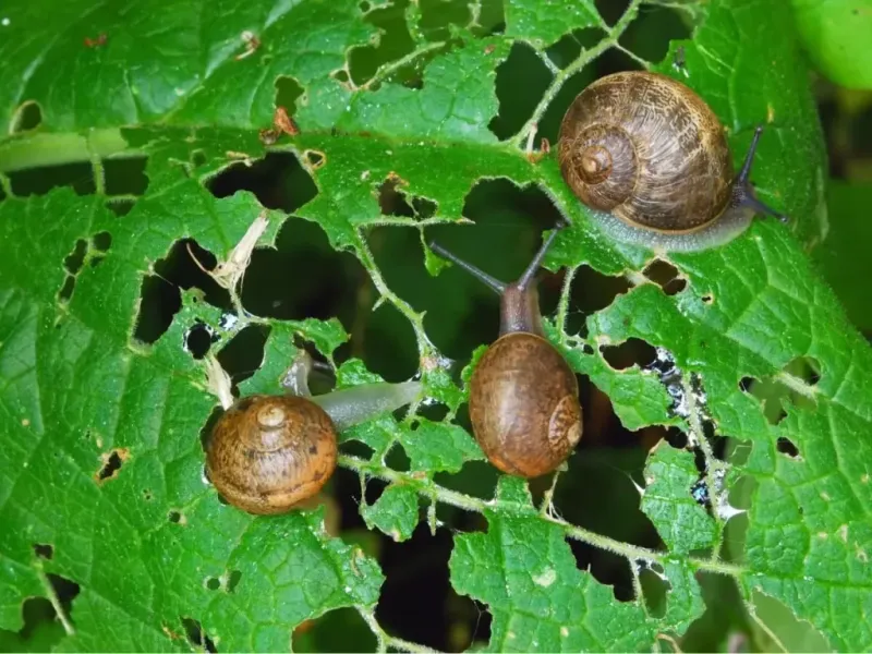 Snails Leave Behind Telltale Signs Of Their Nighttime Feasting