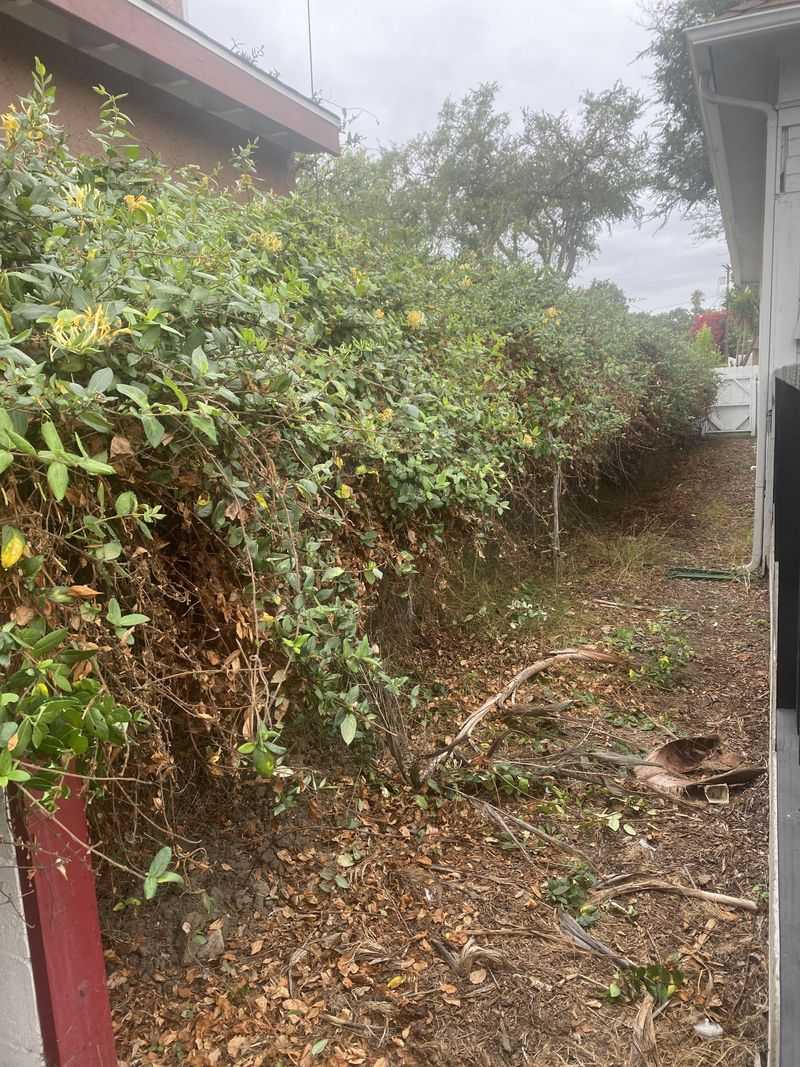 Property Owners Can Trim Encroaching Vegetation