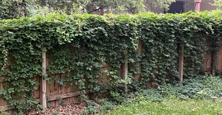 vines overgrowing the fence