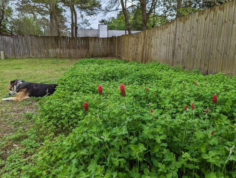 Which Vegetables Benefit Most From Clover-Enriched Soil