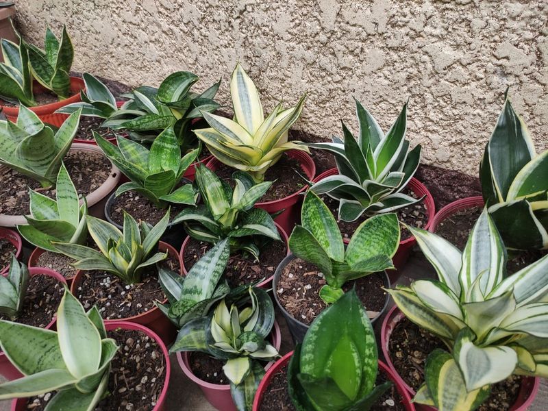 When Snake Plants Start Holding The Spiral On Their Own